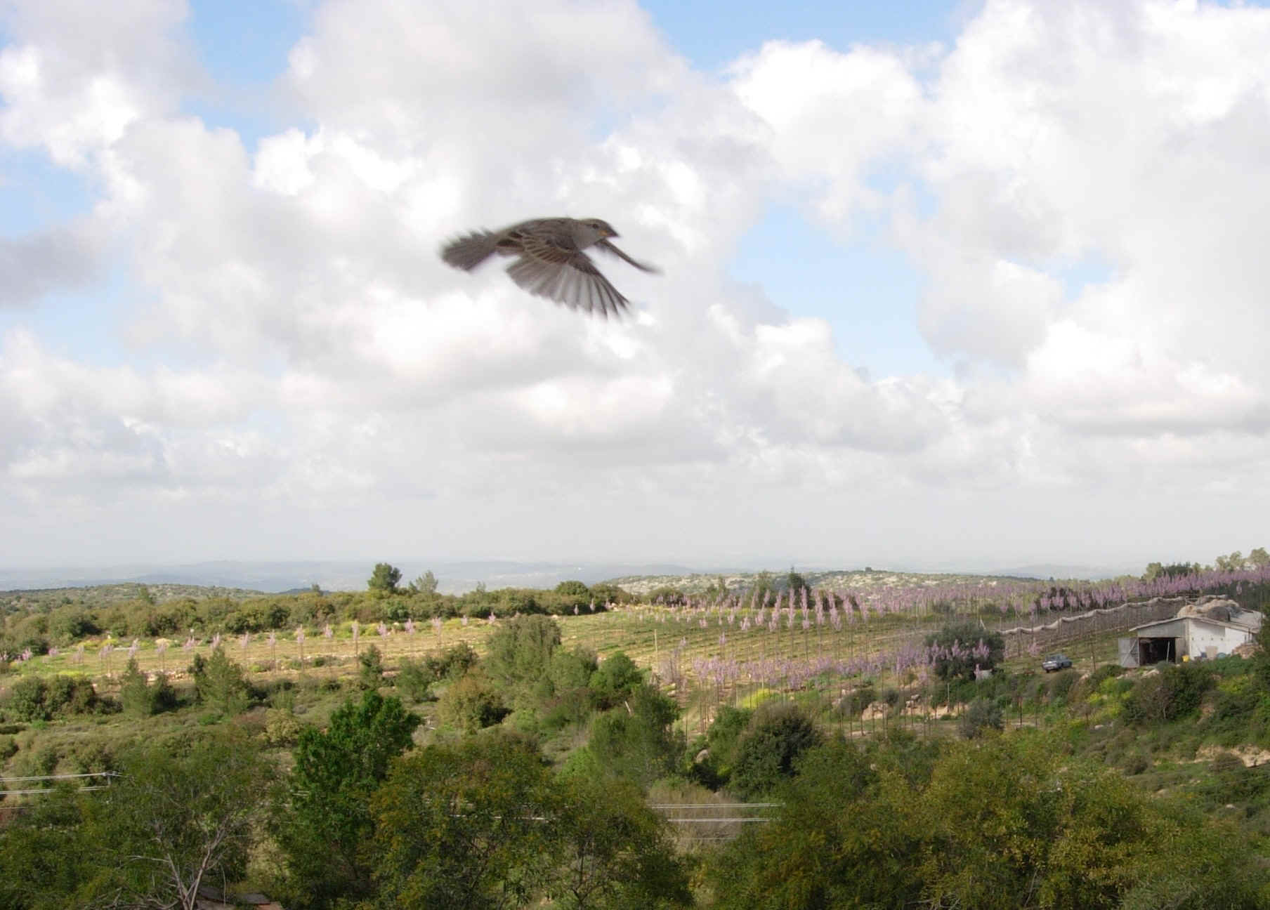 bird over Jerusalem.jpg (460584 bytes)